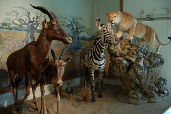 Muséum d'Histoire Naturelle