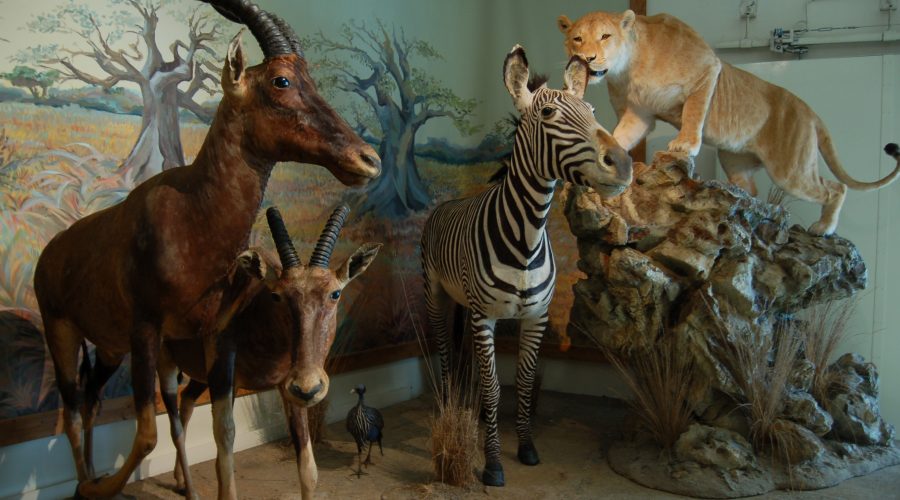 Muséum d'Histoire Naturelle