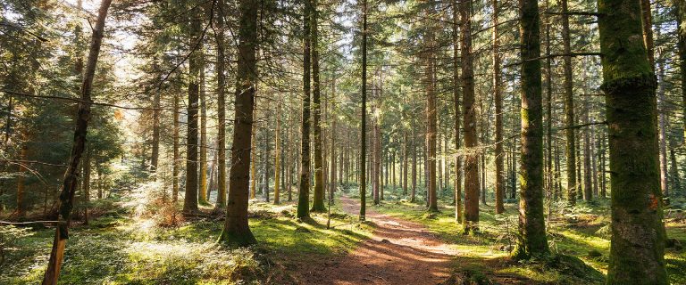 La Goille – Bois du Jorat